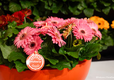 Joybera van Schoneveld Breeding