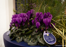 Cyclamen Blue Dragon van Schoneveld Breeding