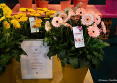 De Garvinea Sweet Pastry van HilverdaFlorist won een prijs binnen de categorie Bedding and Balcony Plants.