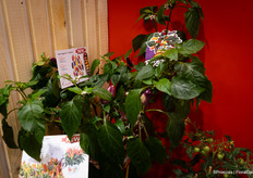 De nieuwe Rainbow Peppers plant van Prudac