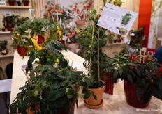 Peas 'N' Pod Bernard laat de erwten goed zien