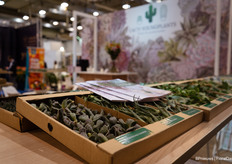 Stekjes van Cacti Youngplants