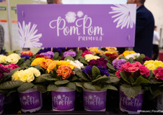 Pom Pom Primula, wat een vrolijke kleurtjes he?