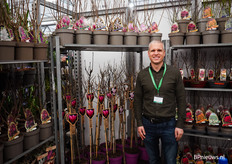 Bij boomkwekerij Cees Koemans is de magnolia op stam nieuw in het assortiment.