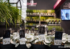 Senecio Angels Wings van Cammeraat Potcultuur