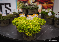 Sedum van Evergreen Rocky Plants