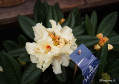 Rhodondendron van Hortinno, een merk van Floramor