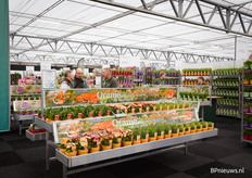 Een kijkje bij Colour your garden