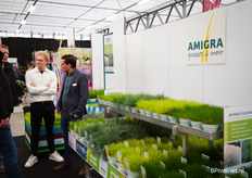 Amigra Grasses & More