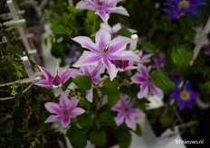 Clematis van Hoogeveen Plants