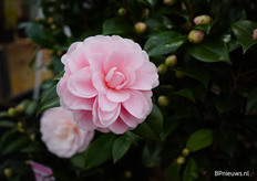 Prachtige bloeiende Camellia