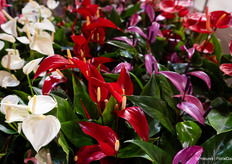 Anthuriums van Stolk Brothers
