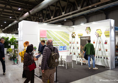 Sicamus teelt hydrangeas op 35 hectare