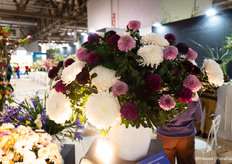 Chrysanten van Zentoo