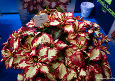 De Superba Galaxy van Lazzeri blijft erg lang doorbloeien.