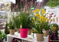 Pot Anigozanthos van Floramici