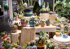 Niet zomaar een pot, maar een heus kopje voor je cactus of succulent