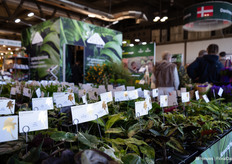Plantjes van Lundager op de stand van GASA Group