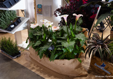 Bijzondere Calla Eydona White