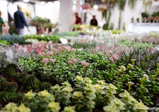 Italië, het land van de succulenten en cactussen