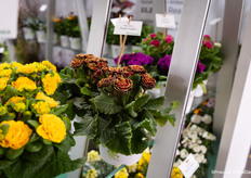 Maple Sugar is populair bij Proven Winners