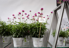 Ook Gomphrena Truffula Pink