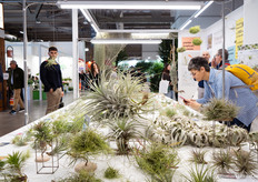 Tillandsia's in allerlei soorten en maten