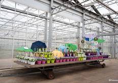 Kleurrijke hangpotten