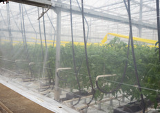 Naast pot- en perkplanten worden ook tomaten en komkommers geteeld