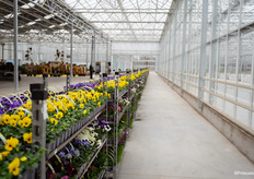 Wat is nou een betere manier om een route aan te geven dan met karren vol vrolijk gekleurde viooltjes?