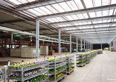 De hal waar het omplanten plaatsvind