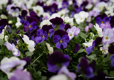 In totaal beslaat de locatie van Emsflower in Emsbüren 78 hectare kasoppervlak