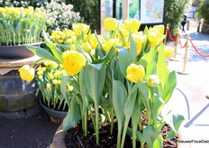 Hier draait het evenement van vandaag om: de doop van de nieuwe tulp Tulipa Pairi Daiza