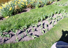 In het park is de tulp al geplant. Nog even wachten tot ze gaan bloeien