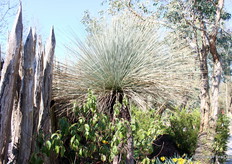 Door naar het Australische gedeelte. Deze 'black boy' plant komt uit de Australische woestijn en moet goed verzorgd worden om in het Belgische klimaat te gedijen