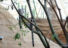 Bij binnenkomst komen we meteen de eerste kasbewoners tegen