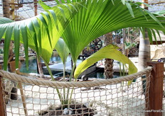 Een van de meest zeldzame planten in de kas