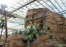 Zelfs op de (neppe) rotsen groeien planten