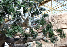 Als je goed zoekt, kun je een kameleon spotten