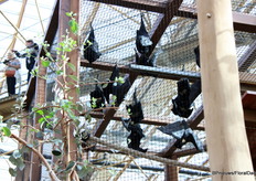 Wist je dat vleermuizen ook planten en bomen bestuiven?