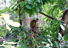 Nog een kasbewoner gespot