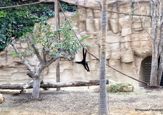 Met uitzicht op apen, capibara's en miereneters