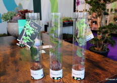 Nieuw in het assortiment de Mammoth Oerknal. Brengen het op de markt via hun premium lijn Growing Jewels.