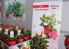 Hebben sinds dit jaar de nieuwe aardbeiplant Pink Extara met een roze bloem.