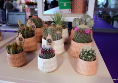 Niet alleen de cactus maar ook de potterie eromheen word zelf ontwikkeld. Elk jaar ontwikkelen ze nieuwe lijnen.