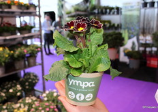 Hebben hun assortiment vroegbloeiers plasticvrij geteeld en in de markt gezet onder het Ympa merk.