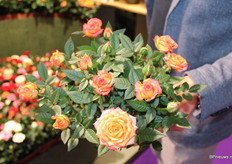 Met de nieuw soort Air Brush. Binnenkort leverbaar.