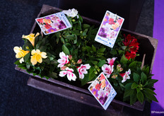 Naast alle soorten orchideeën, heeft Top-orchid in het voorjaar ook potalstroemeria's in het assortiment