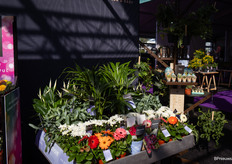 Planten werden letterlijk in het zonnetje gezet bij Decorum