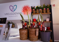 Scadoxus van Vreugdenhil Bulbs & Plants is nu beschikbaar